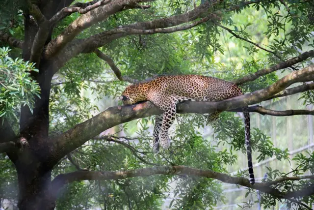 Yala Srilanka – Explore Wild Life